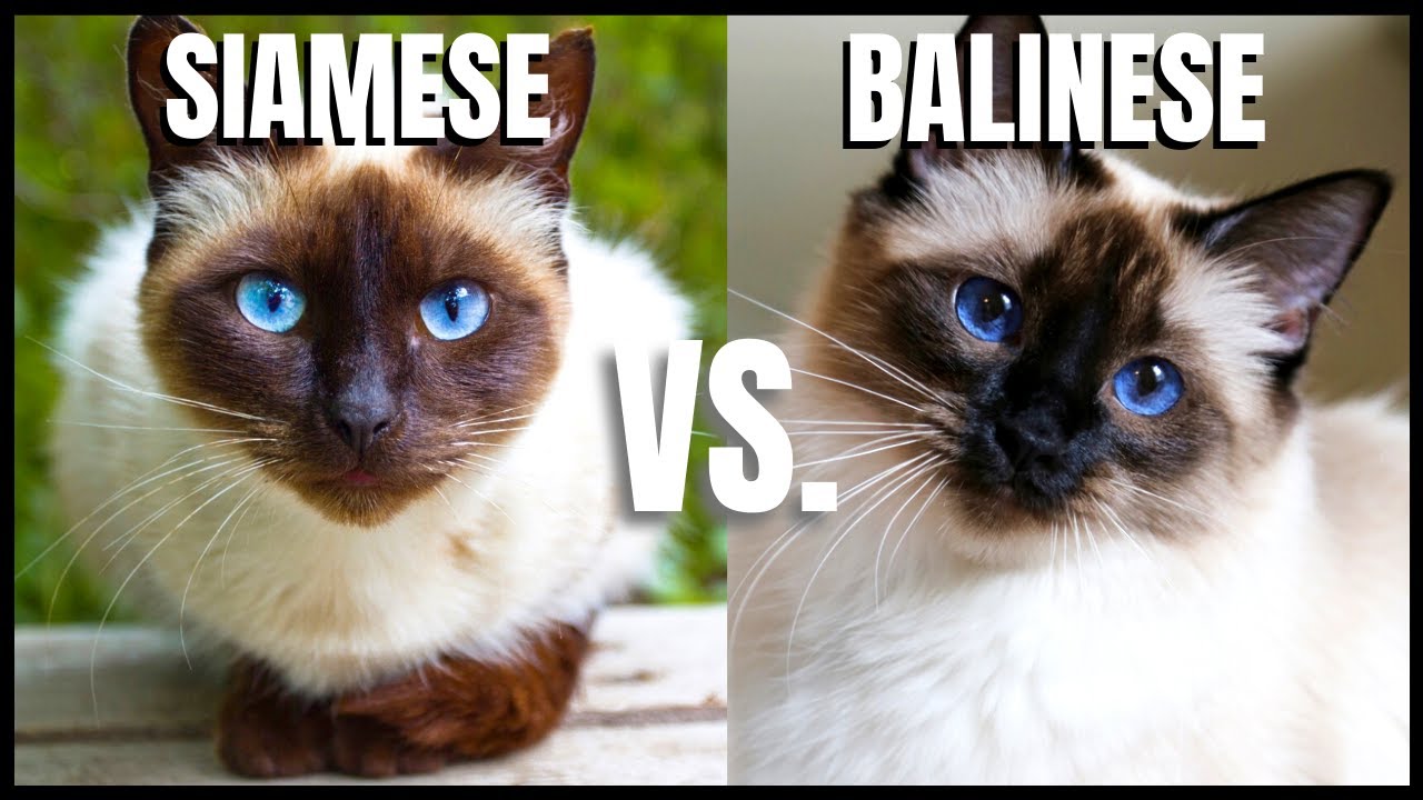 Siamese Cat VS. Balinese Cat - thptnganamst.edu.vn