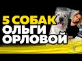 5 собак ведущей ДОМа 2 Ольги Орловой