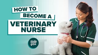 How to become a Veterinary Nurse