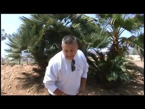 earthbird1 production's camera iphone 8 plus apk