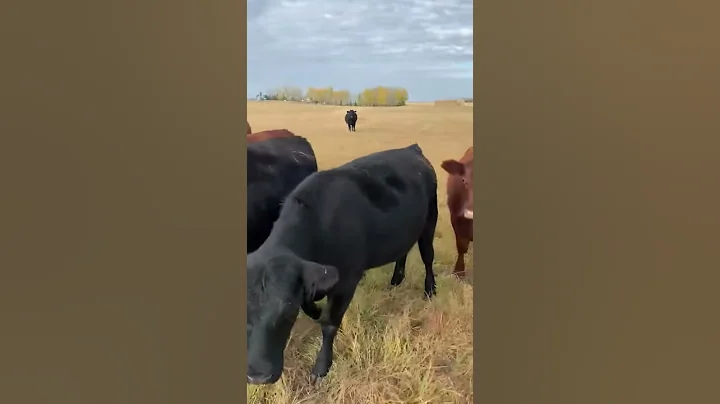 Dan Felker Bred Heifers
