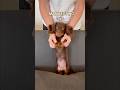 manifesting #minidachshund #puppy #dachshund #cutedog #funnydogs #cutepets #cutepuppy #cute #dog
