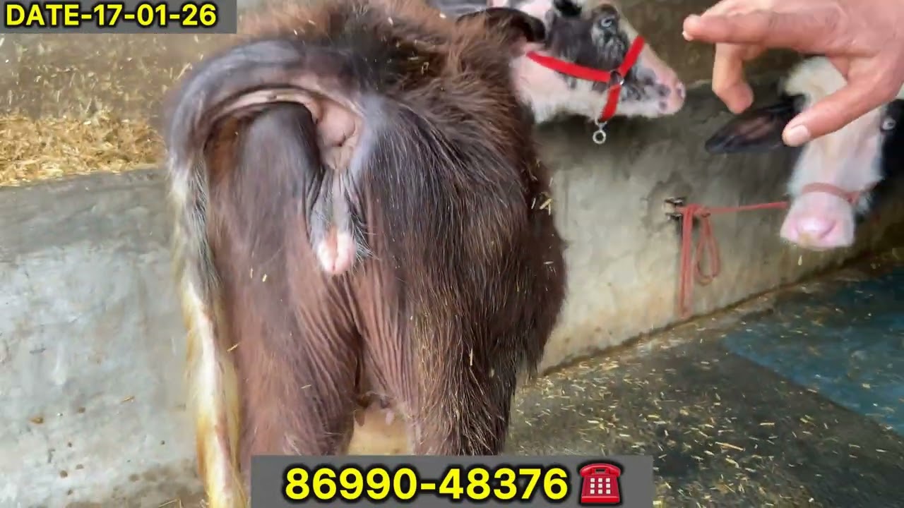 ਨੀੱਲੀ ਰਾਵੀ 3ਝੋੱਟੀਆਂ ਵਿਕਾਊ। 86990-48376