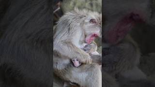 Japan's Monkey Island: Kojima Island in Miyazaki, Japan. #monkey  #猿 #幸島