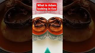 Adam looking for Eve