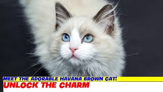 Meet the Adorable Havana Brown Cat!