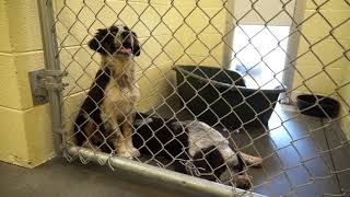 Carter County Animal Shelter, June 22