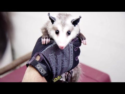 Ants vs Rats in NYC: The Broadway Donut Test