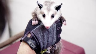 Ants vs Rats in NYC: The Broadway Donut Test @WildHabitat