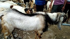 4,5 JUTA harga kambing jawa randu terbesar,,, tanggal 30 juli 2019 pasar munjungan ,trenggalek... - Durasi: 20.29. 