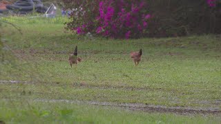 Sheriff: 60 detained in St. Landry Parish cockfighting raid