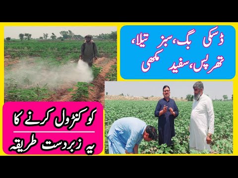 Cotton Mein Thrips Safed Makhi Sabz Tela Aur Dusky Bug Ko Control Karne Ka Tareeqa Video Mein ۔۔