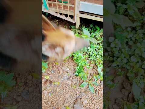 Abonprince Gmail Combodstwobodihaeve