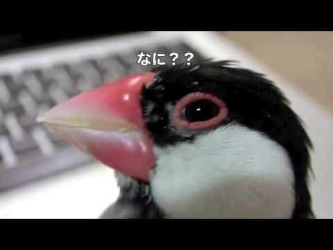 頭の毛が乱れてない？ 桜文鳥ほーちゃん！ 文鳥動画 Java sparrow
