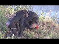 Dec 2018 Tama zoo chimps #8