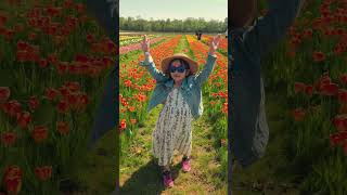 tullips 2026