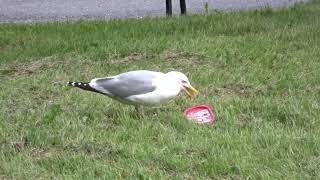 European herring gull eating a package of ham slices (Finland)