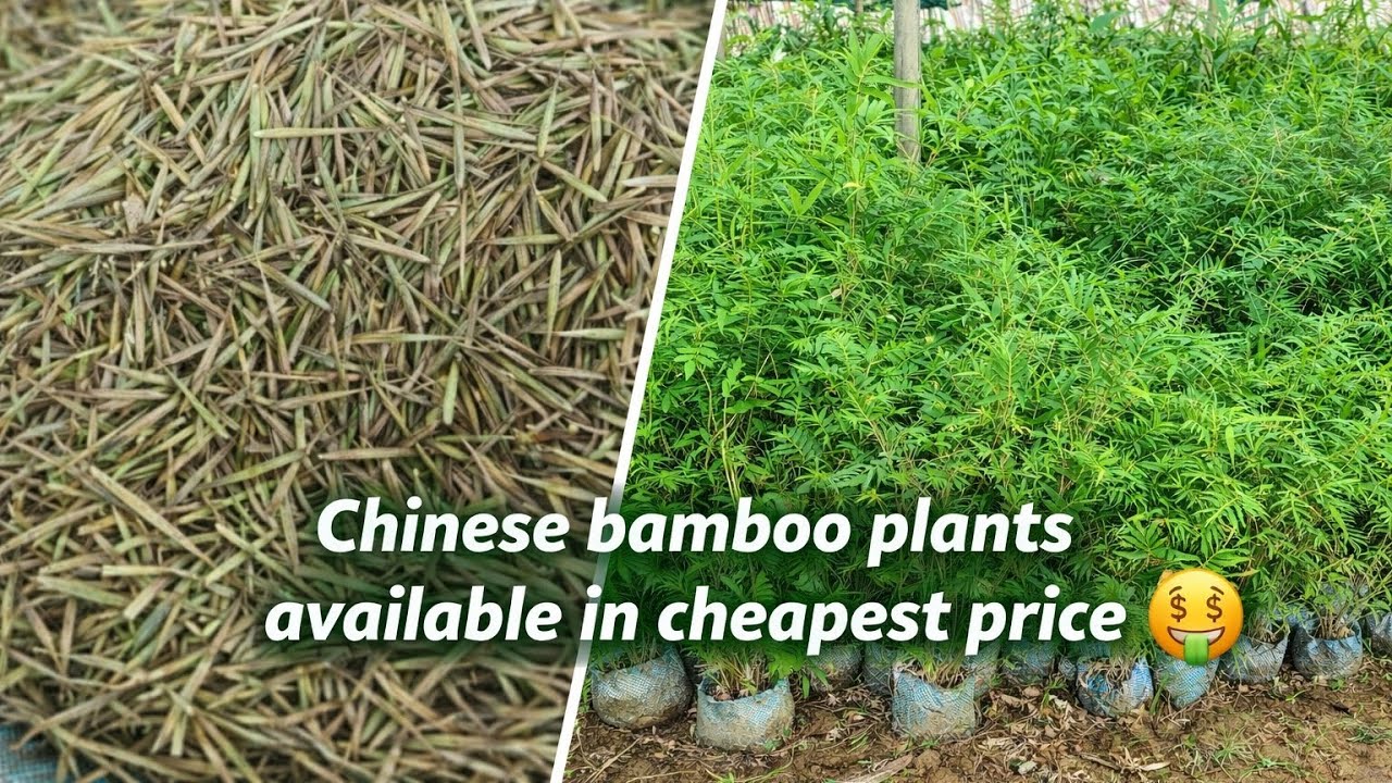 Chines Bamboo plants available in holesale price 🤑
