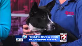 Adopt-A-Pet: Saturday, March 8, 2014