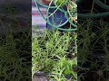 krokot cantik masyallah... #krokot #bunga #tanaman #tanamanhias #happyliving #slowliving #berkebun