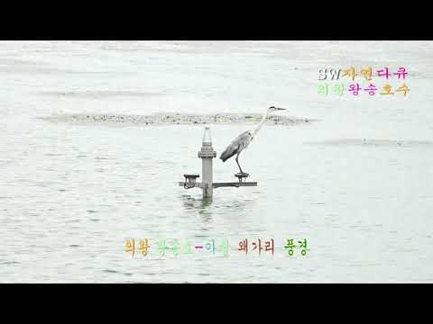 SW자연다큐29회_의왕 왕송호수_백련+홍련향연&amp;amp;물닭새끼 먹이주기 풍경_ <strong>natural</strong> documentary SW29Th_a feast of <strong>red</strong>-<strong>red</strong>-red_촬영편집 By이상웅