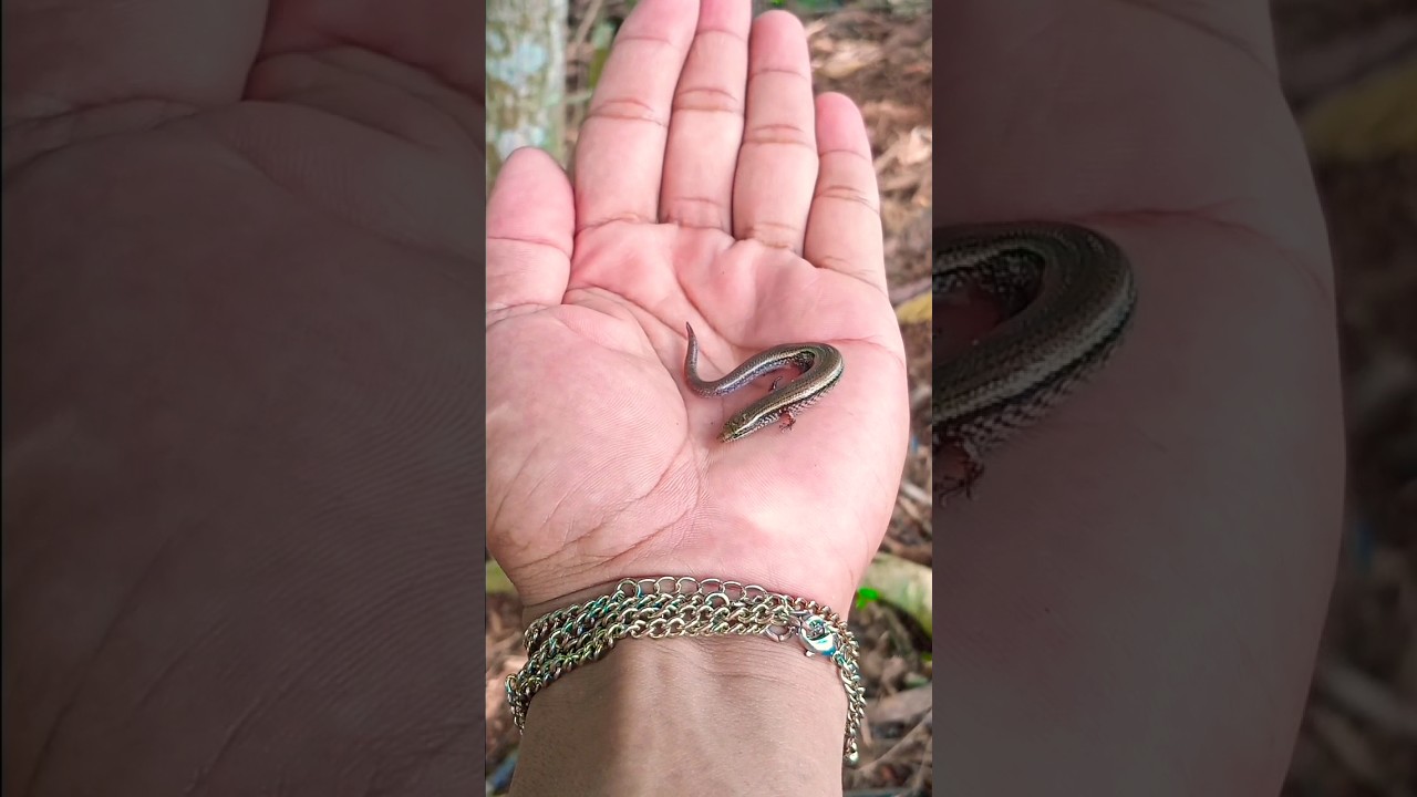 👍video new foryou #bass #music #acapella #song #nature #funny #wildlife #edit #insects #mrbeast