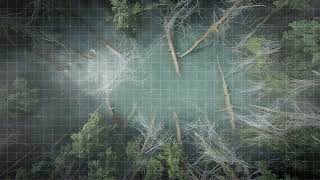 D&D | Nestrot Swamp Free Grid | Animated Battle Maps
