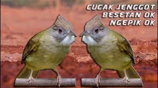 masteran cucak jenggot gacor full mbeset #cucakjenggot