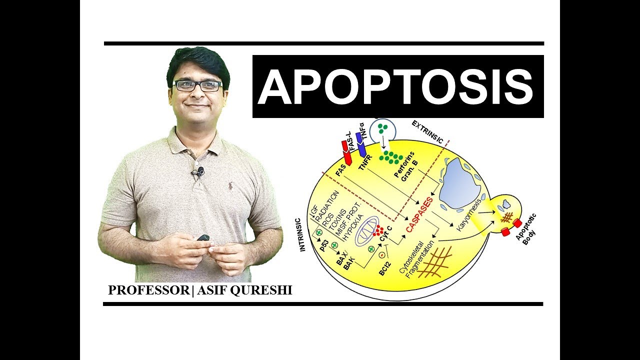 Apoptosis | Pathology | CellDeath | MBBS | PharmD | NLE | NEET | FCPS | USMLE | MRCP| DrAsifLectures