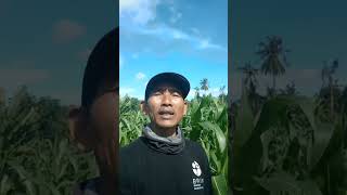 " Sukses adalah impian setiap orang"#3#reels #fbpro