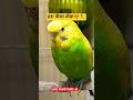 BUDGIE LOVER 🐦🦜 #youtubeshorts #shortvideo #pets #birds #shorts #trending #explore #shortsfeed#viral