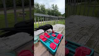 How To Befriend Crows - Day50 Outward Hound Brick Puzzle