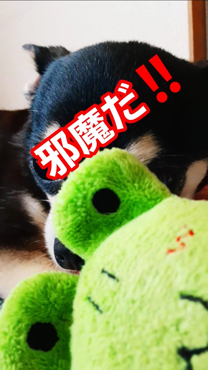ももちの表情、、 #ももち #チワワ - YouTube