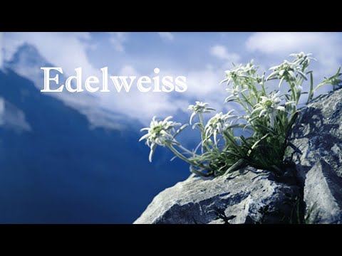 2-2. エーデルワイス Edelweiss