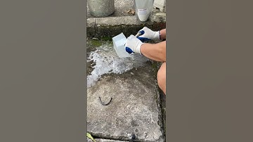 Diệt rong rêu trên nền xi măng chỉ với 10 phút thật đơn giản