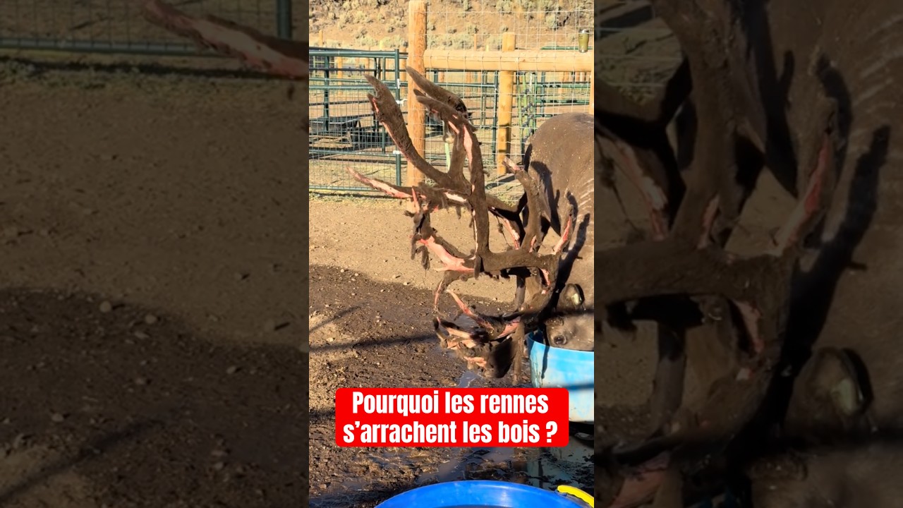 LES RENNES me TERRIFIENT et voici pourquoi… #animal #animaux #insolite