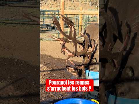 LES RENNES me TERRIFIENT et voici pourquoi… #animal #animaux #insolite