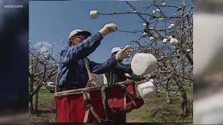 A look at North Carolina's marshmallow 'crop' industry