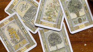 The Celtic Tree Oracle: A System of Divination Unboxing