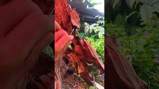 Applying Lime Sulfur