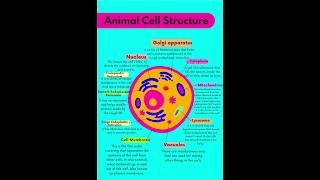 Famous Structure of Animal cell|Animal cell structure|Function of Animal cell organelles|#animalcell#shorts Net Worth
