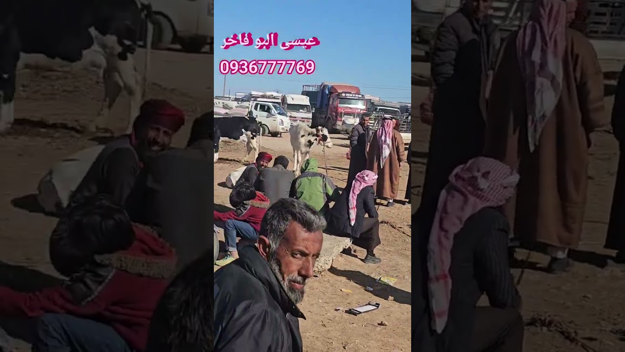 سوق الابقار في الرقه بيزار العدنانيه عيسى البو فاخر 0936777769