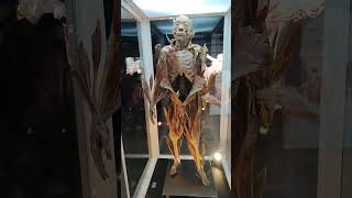 Expo Bodies 2022 Sambil: Distintos Músculos del cuerpo Humano