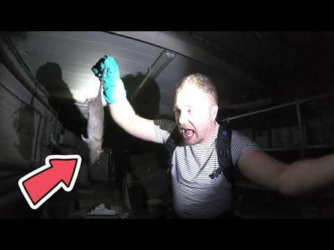 Cave à rats d'égout : la farine révèle leur passage (Partie 2)
