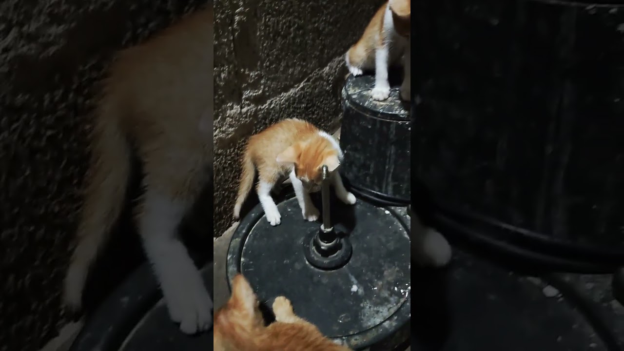 Tiny Tumbles & Big Smiles – Kittens Playtime Antics 🐱🎉