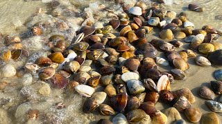 Clams & Octopus: The beach is overrun with clams and there are plenty of octopuses too!