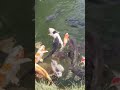Relaxing And Beautiful Koi Fish #shortvideo #shorts #koifish #japan