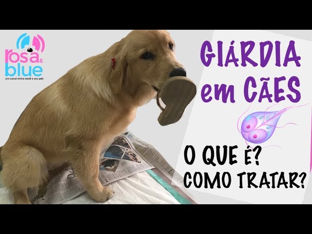 Giardia sintomas cachorro Gyógyszerek az emberek parazitáira, széles spektrumú hatással