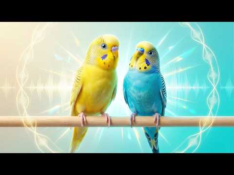 These Happy Budgie Sounds Will Brighten Any Winter Day