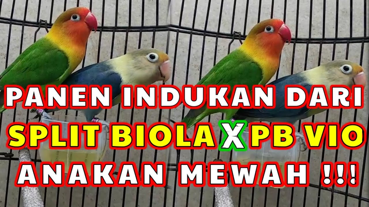 Panen indukan Lovebird split biola X PB Vio hasil anakan mewah - mewah